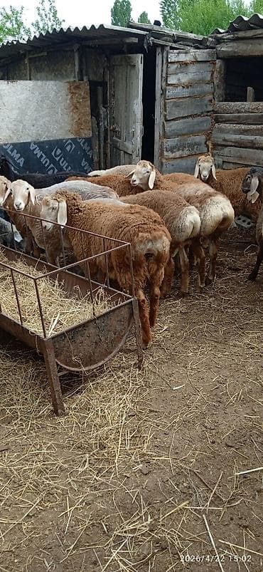 сколько стоит собака породы корги: Продаю | Ягненок | Арашан | Для разведения | Племенные — 3