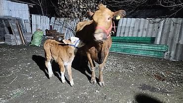 Продаю | Корова (самка) | Для разведения | Привязанные at lalafo.kg Продаю | Корова (самка) | Для разведения | Привязанные