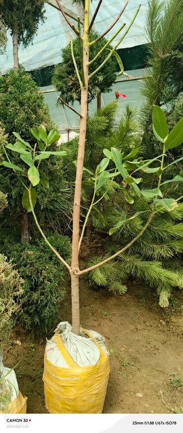 продам рассаду помидор: Саженцы деревьев: Магнолии — 8