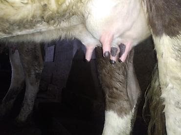 шароле: Продаю | Корова (самка) | Для молока — 2