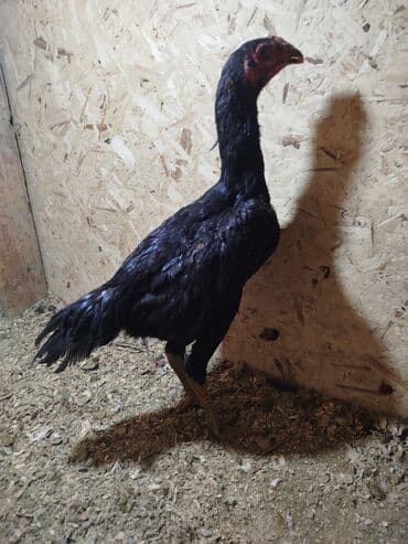 Птицы: Дакан жожо короздор сатылат активный алмашу жолдору бар адрес Бишкек — 3