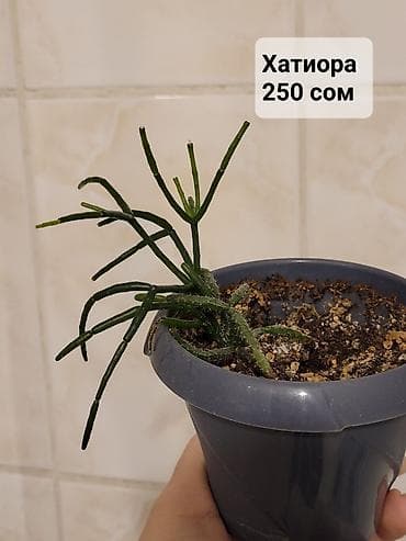 хойи: Цветы в ассортименте
Цена и название на фото — 9