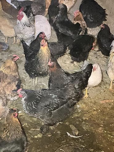 Аквариумы: Домашние куры и петухи — 4