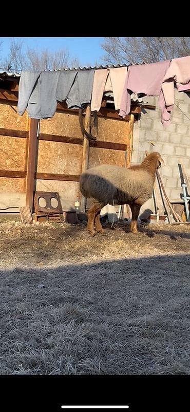 собака кант: Продаю | Баран (самец) | Гиссарская | Для разведения | Племенные — 5