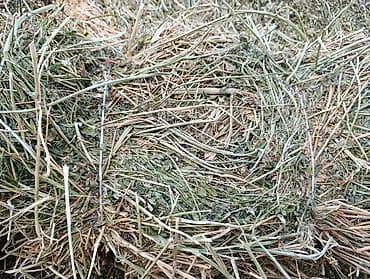 Люцерна 1 Кост тюки плотные цена договорная+ доставка в наличии at lalafo.kg Люцерна 1 Кост тюки плотные цена договорная+ доставка в наличии