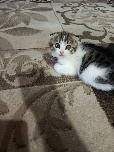 котяти: Шотландские котята (вислоухие и прямоухие) домашнего разведения. - — 1