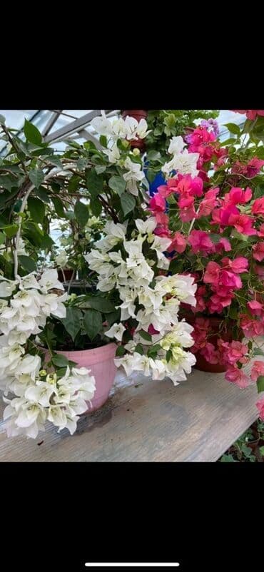 клематис бал цветов купить: Бугенвиллия в горшке (разные окраски прицветников) - Вид — 15