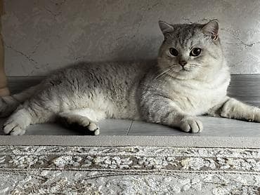 тайские кошки цена: 1 год, Мальчик, Серебристая шиншилла, Приучена к лотку — 5