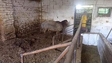 кандек собака: Сатам | Кочкор (эркек) | Гиссар, Эдильбай, Арашан | Союуга, Көбөйтүү үчүн | Жасалма жол менен боозутуу — 1