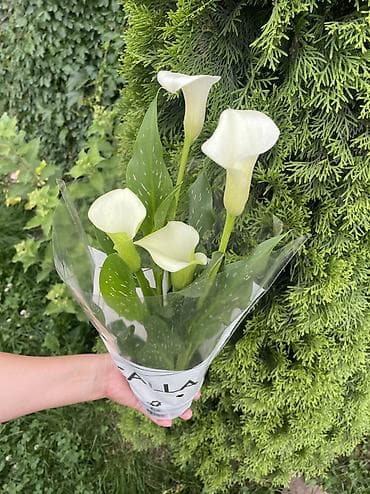 чехии: Калла (Zantedeschia) в горшке - Окраска цветков: классический белый - — 2