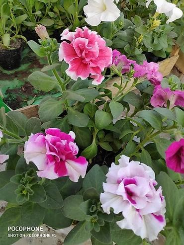 купить розы в горшках: Предлагаем вашему вниманию цветущие кусты петунии оптом и в розницу в — 5