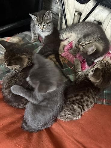 котята отдам в добрые руки: Котята Ищут заботливый дом. Возраст 40 дней приучены к лотку — 7