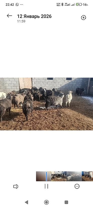 сахарный поссум: Продаю | Коза (самка) | Полукровка | Для разведения — 1