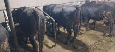 усыпление животных бишкек: Продаю | Бык (самец) | На откорм | Привязанные — 2