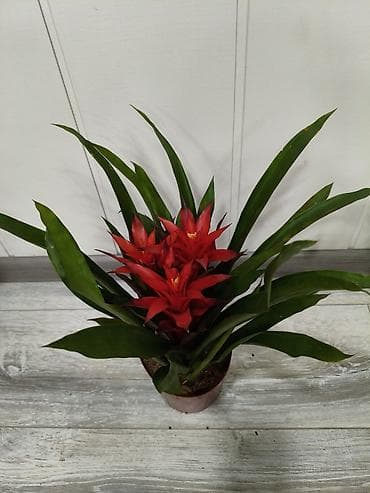 дешевые цветы в бишкеке: 1) Цикламен персидский (разные окраски) - Палитра: белый, красный — 5