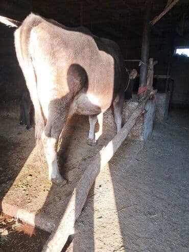 наполнители для кошек: Продаю | Корова (самка) | Для молока | Племенные — 6