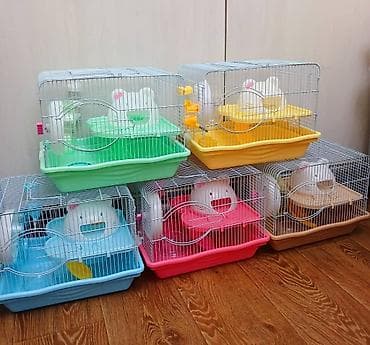 Башка жаныбарлар: ПРОДАЮ ДЖУНГАРСКИХ И СИРИЙСКИХ ХОМЯЧКОВ,А ТАК ЖЕ — 7