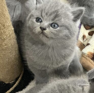 шотландские вислоухие котята купить: Британская короткошёрстная, 1 месяц, Девочка, Голубой, Приучена к лотку — 1