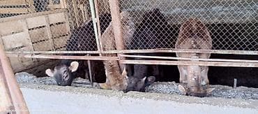 стелная корова: Продаю | Музоо, торпок | На откорм — 1