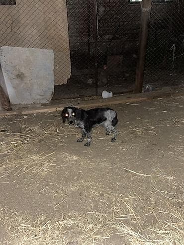 собака пидбуль: Собака небольшого размера, окраса блю-мерль/черно-серый крап — 2