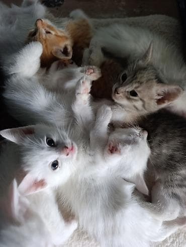 Котята домашних кошек - Порода: беспородные (домашние). - Окрас: в