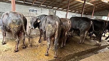 яйца черепахи: Продаю | Корова (самка), Бык (самец) | На откорм — 6