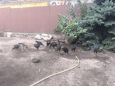 Продаю | Цыплята | Бойцовая | Для разведения
