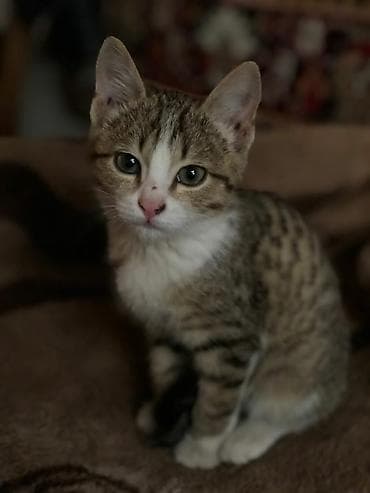 Продажа кошек: Отдаю котёнка в хорошие руки Спокойный, ласковый. Мальчик. Обращаться — 1