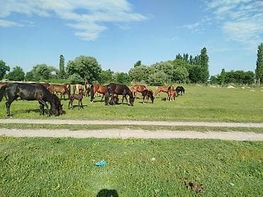 тез арада: Сатам | Бээ (ургаачы) | Көбөйтүү үчүн | Асыл тукумдуу — 3