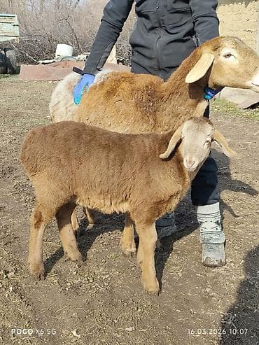 продажа щенков немецкой овчарки с документами в бишкеке: Продаю | Овца (самка), Ягненок | Арашан | Для разведения | Ягнившаяся, Матка — 1