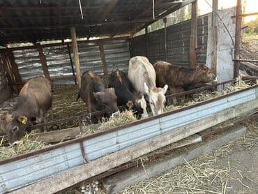 номер некст такси кара балта: Продаю | Бык (самец) — 2