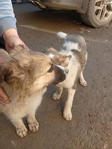 акина ину: Алабай, 3 месяца, Самец, С прививкой — 4