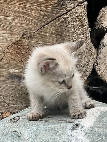 фенек цена: Котёнок, окрас-пойнт (светлая шерсть с более тёмными ушками и — 2