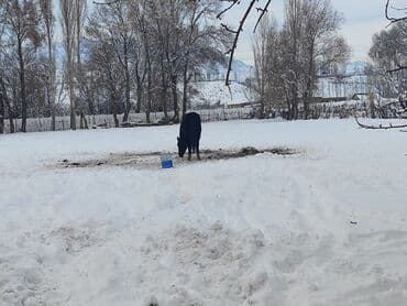 куплю собаку недорого: Продаю | Жеребенок | Дончак, Полукровка | Для разведения, Конный спорт — 3