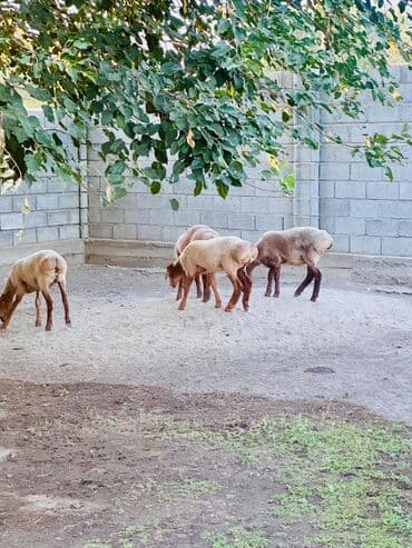 куры доминанты: Продаю | Ягненок | Полукровка | На забой, Для разведения, Для шерсти — 1