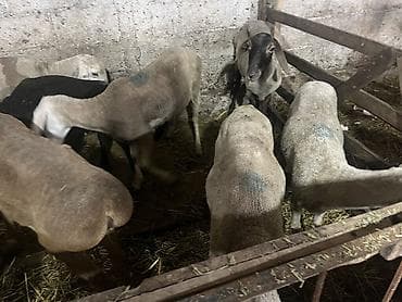 кошки в ош: Продаю | Овца (самка), Ягненок, Баран (самец) — 4
