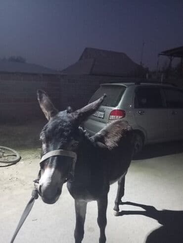 кошки манчкин: Осел рабочий (самец), темно‑бурой масти с белыми отметинами на морде и — 3