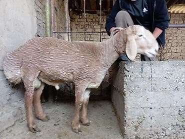 продаю жеребец: Продаю | Баран (самец) | Для разведения | Ярка — 2