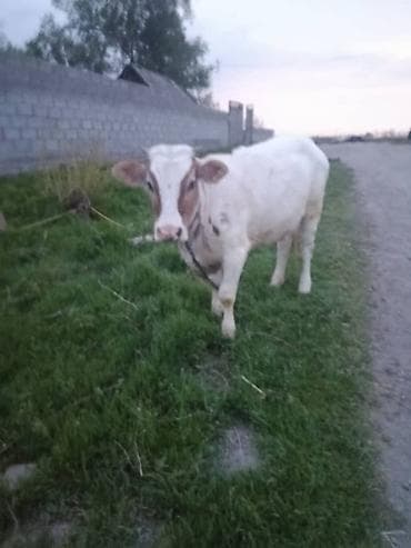 купить рыбу клоуна: Продаю | Тёлка | Для разведения | Нетель — 1