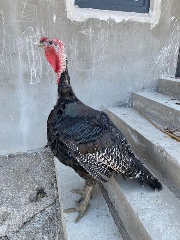 булдок ит: Продаю | Индюк (самец) | Для разведения | Племенные — 1