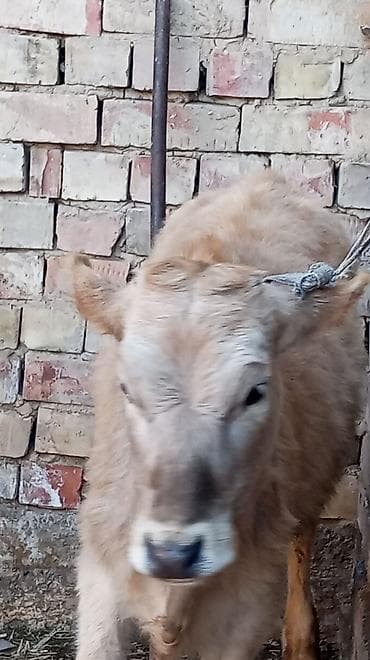 поилки нипельные: Продаю | Тёлка | На откорм | Привязанные — 9