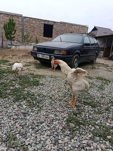 домашние птицы: Продаю | Куры, Петух | Дакан | Для боев — 4