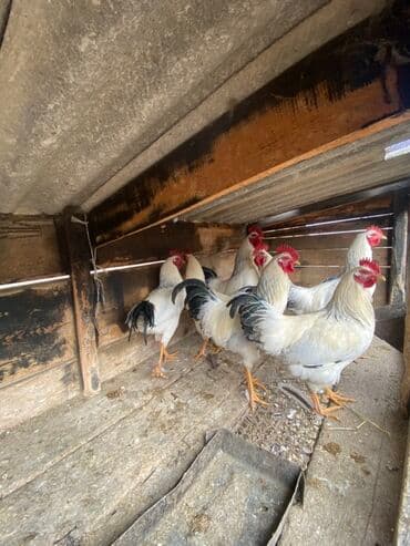 Кемирүүчүлөр: Сатам | Короздор | Көбөйтүү үчүн — 1