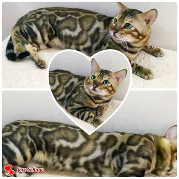 отдам котят в добрые руки бишкек: Бенгальская, 2 месяца, Мальчик — 10