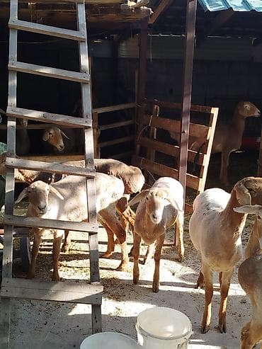 грызуны домашние: Продаю | Овца (самка) | Для разведения | Племенные — 2