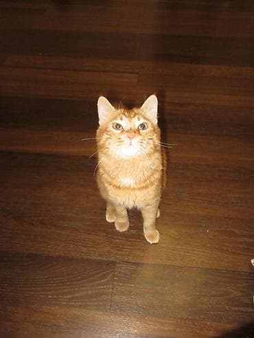 Үй жаныбарлары: Ит кууту: Британ кыска жүндүү, Эркек, 1 жаш, Кызгыл сары — 2