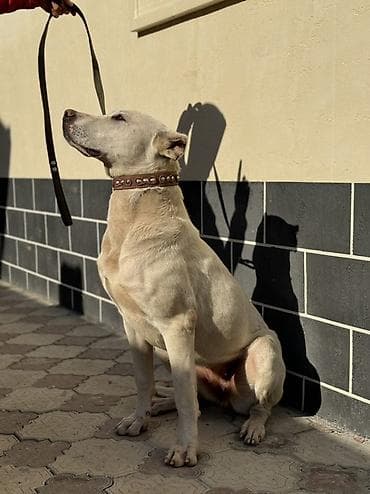 Ит бекер берем: Ищем заботливых и добрых хозяев для нашей девочки. Отдадим за — 3