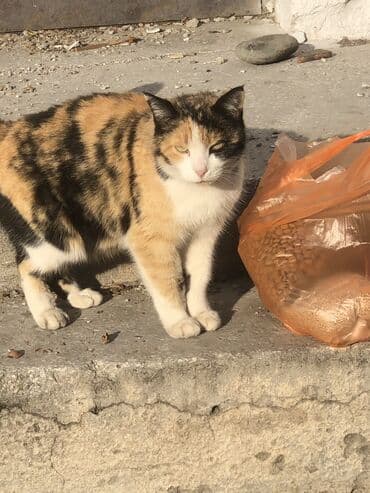 Другие животные: Знакомьтесь, это Хатико. Её выкинули соседи, и сейчас она живёт на — 2