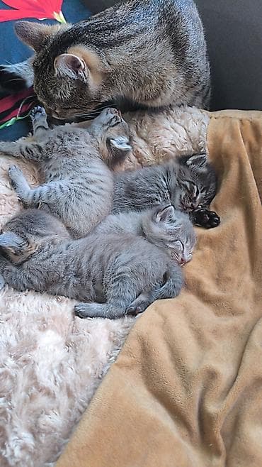 голая кошка сфинкс цена: Кошка даром: Беспородная, 1 месяц, Мальчик, Метис — 1
