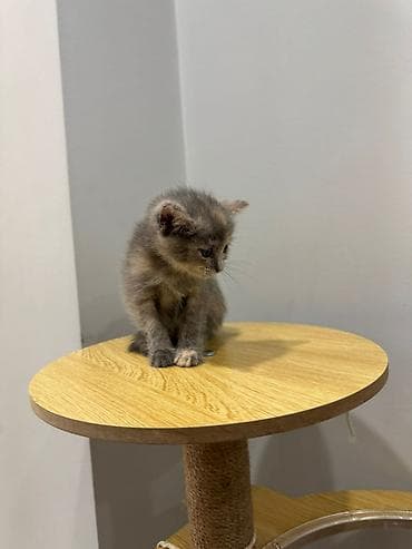 кошка даром: Малыши ищут дом! Им 1,5 месяцев. игривые и умненькие. Едят — 4